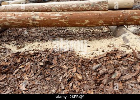 primo piano dei rifiuti di lavorazione del legno nel settore edile, i resti di corteccia di pino dopo la preparazione di tronchi per la costruzione di una casa Foto Stock