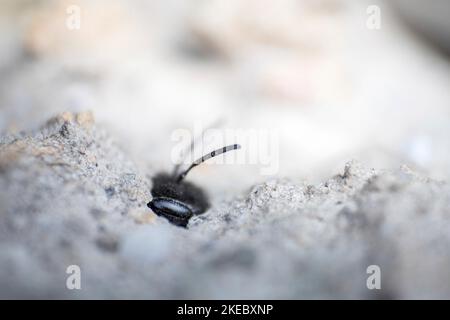 Ape di sabbia comune al suo burrow Foto Stock