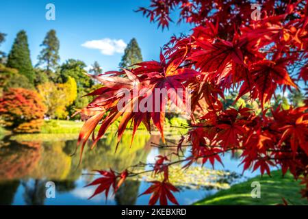 Foglie autunnali rosse dai colori vivaci che si illuminano al sole e si riflettono nell'acqua Foto Stock