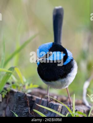 Maschio superbo fairywren in piumaggio di allevamento Foto Stock