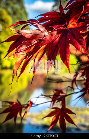 Foglie autunnali rosse dai colori vivaci che si illuminano al sole e si riflettono nell'acqua Foto Stock