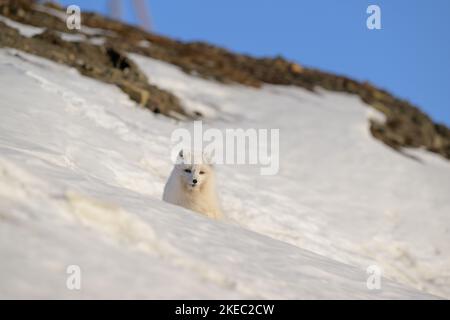Volpe artica (vulpes lagopus) con solchi bianchi in primavera, Longyearbyen, Svalbard, Norvegia Foto Stock