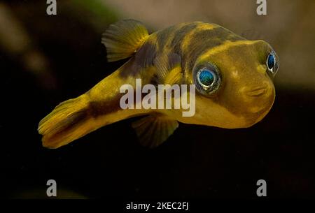 Pesce pufferfish nano isolato su sfondo primo piano shot Foto Stock