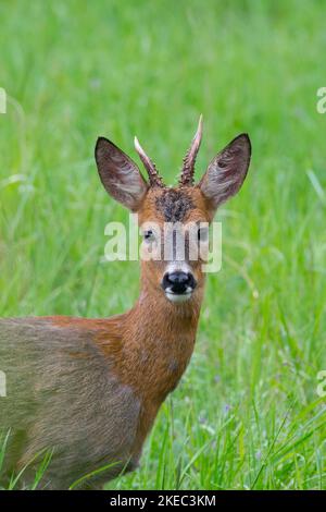 Roebuck (Capreolus capreolus) su un prato, maggio, estate, Assia, Germania, Europa Foto Stock