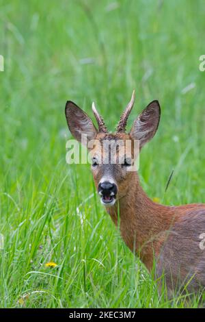 Roebuck (Capreolus capreolus) su un prato, maggio, estate, Assia, Germania, Europa Foto Stock