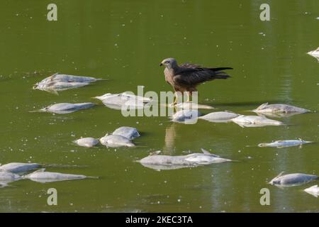 Aquilone rosso (Milvus milvus) in piedi su un pesce morto, morte di pesce (orata) causata da grande calore in uno stagno, maggio, estate, Assia, Germania, Europa Foto Stock