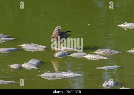 Aquilone rosso (Milvus milvus) in piedi su un pesce morto, morte di pesce (orata) causata da grande calore in uno stagno, maggio, estate, Assia, Germania, Europa Foto Stock