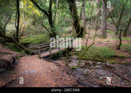 Ponte in legno lungo il Cataract Trail, Monte Tamalpais Foto Stock