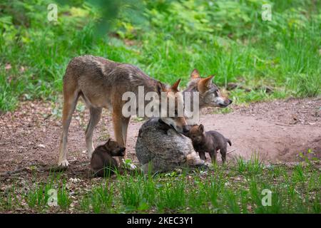 Lupi con cuccioli di lupo a den, estate, Germania, Europa Foto Stock