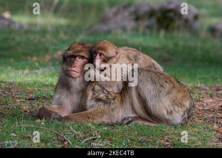 Macaca sylvanus, Berberaffe, Magot, macaco barbaro, scimmia barbaro Foto Stock