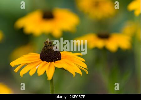 Un'ape raccoglie polline su un coneflower giallo, Germania Foto Stock