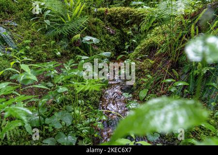 Europa, Germania, Germania meridionale, Baden-Wuerttemberg, Foresta Nera, Piccolo torrente nella foresta di montagna sotto Feldberg Foto Stock