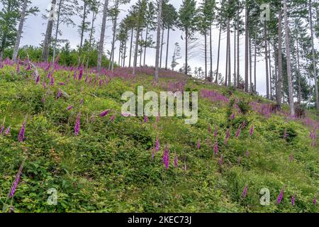 Europa, Germania, Germania meridionale, Baden-Wuerttemberg, Foresta Nera, guanto di volpe rosso in un prato di montagna in una foresta leggera Foto Stock