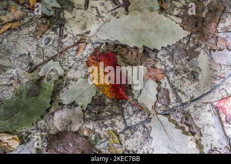 Miscela di detriti organici sul terreno forestale con una varietà di colori e texture che formano una natura astratta in una giornata di sole all'inizio dell'autunno Foto Stock