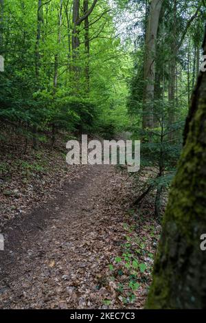 Europa, Germania, Germania meridionale, Baden-Württemberg, Foresta Nera, Stretto sentiero forestale nella foresta della città di Pforzheim Foto Stock