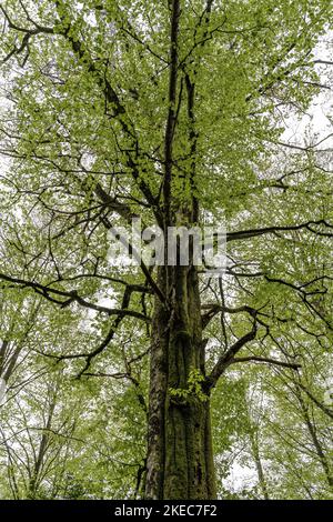 Europa, Germania, Germania meridionale, Baden-Wuerttemberg, Foresta Nera, guardando su un albero potente Foto Stock