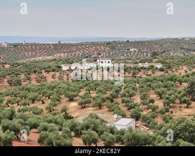 Andalusia, Spagna - 05 06 2014: Tipica finca andalusa con case dipinte di bianco e una piantagione di ulivi intorno ad essa in una giornata di sole in Spagna Foto Stock