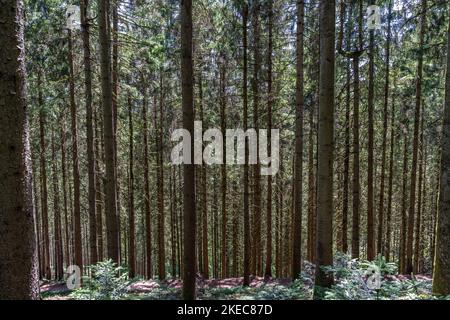 Europa, Germania, Germania meridionale, Baden-Wuerttemberg, Foresta Nera, Paesaggio forestale nella Foresta Nera vicino Oberharmersbach Foto Stock