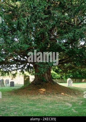Bellissimo albero di Yew antico St Andrews Churchyard Mells Somerset Foto Stock