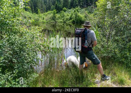 Europa, Germania, Germania meridionale, Baden-Wuerttemberg, Foresta Nera, Escursionista a lunga distanza con due cani in un laghetto sul sentiero Westweg Foto Stock