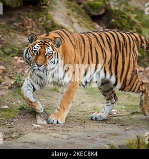 Tigre siberiana (Panthera tigris altaica), camminando lateralmente, guardando in macchina fotografica, prigioniero, Germania Foto Stock