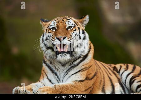 Tigre siberiana (Panthera tigris altaica), ritratto, prigioniero, Germania Foto Stock