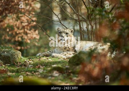 leopardo della neve (Panthera uncia) sdraiato nel prato, prigioniero, Baviera, Germania Foto Stock