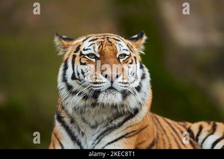 Tigre siberiana (Panthera tigris altaica), ritratto, prigioniero, Germania Foto Stock