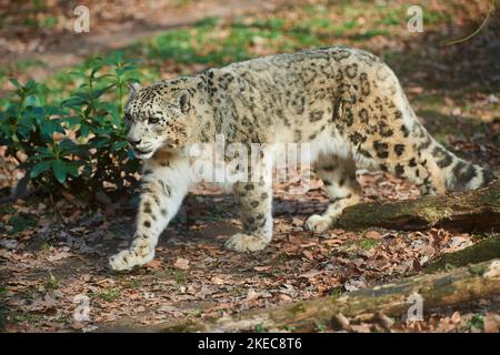 leopardo delle nevi (Panthera uncia), go, Baviera, Germania Foto Stock