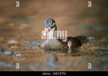 Anatra mandarina (Aix galericulata) nuoto in un lago, anatra, femmina, fauna selvatica, Baviera, Deutschlnad, Europa Foto Stock