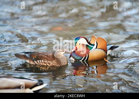 Anatra mandarina (Aix galericulata), coppia, anatra, drake, fauna selvatica, Baviera, Deutschlnad, Europa Foto Stock