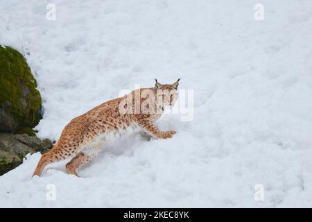 Lynx europea (Lynx Lynx) in inverno, lateralmente, a piedi, Parco Nazionale della Foresta Bavarese, Baviera, Germania Foto Stock