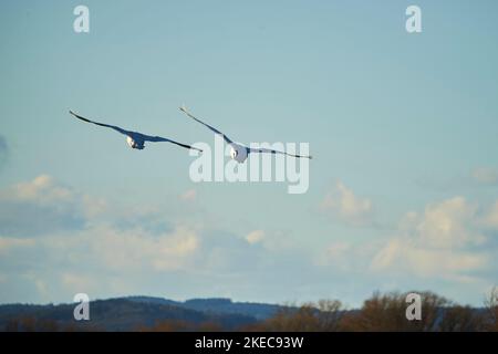 Cigni muti (Cygnus olor) in volo, da dietro, Himmmel, volando, Baviera, Germania Foto Stock