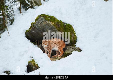 Lynx europea (Lynx Lynx) in inverno, lateralmente, a piedi, Parco Nazionale della Foresta Bavarese, Baviera, Germania Foto Stock