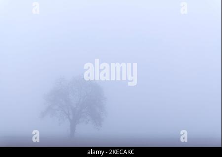 Albero solitario in nebbia fitta, Markgräflerland, Germania, Baden-Wuerttemberg Foto Stock