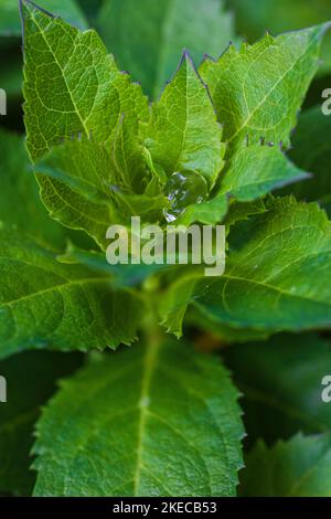 Campanula persicifolia, foglie con gocce di rugiada Foto Stock