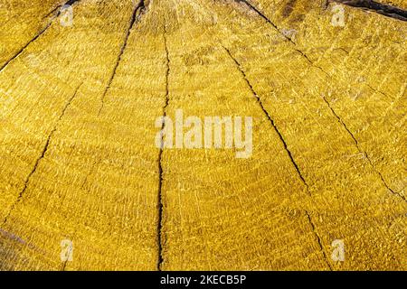 Sfondo di legno, modello di albero tagliato, crepe su sfondo di legno Foto Stock