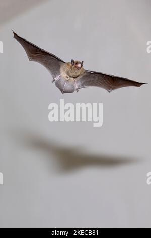 Pipistrelle soprano, Pipistrellus pygmaeus, in volo Foto Stock