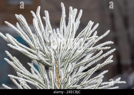 Abete ramo nella neve nel gelo nel parco. Primo piano degli aghi in abete rosso. Sfondo invernale. Foresta di conifere innevata. Foto Stock