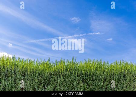 sezione superiore di un'alta siepe privata di fronte ad una tenuta Foto Stock