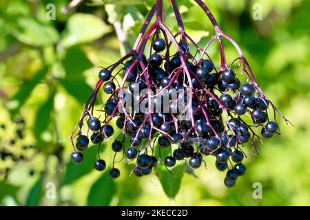 Anziano, Elderflower o Elderberry (sambucus nigra), primo piano di un grande spruzzo di frutti neri maturi o bacche appese all'albero comune o all'arbusto. Foto Stock