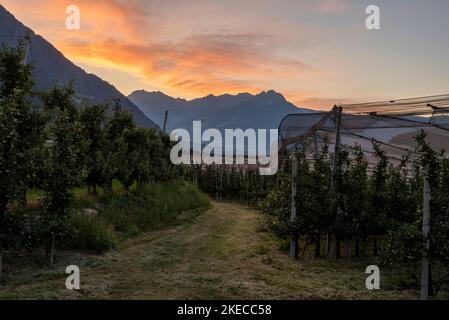 Alba, frutteto di mele, Parcines, Val Venosta, Alto Adige, Alto Adige, Italia Foto Stock