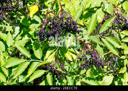 Anziano, Elderflower o Elderberry (sambucus nigra), primo piano di diversi grandi spruzzi di frutti neri maturi o bacche appese all'albero o all'arbusto. Foto Stock
