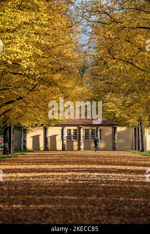 Foglie gialle in autunno, accesso all'ippodromo di Magdeburgo, Sassonia-Anhalt, Germania Foto Stock