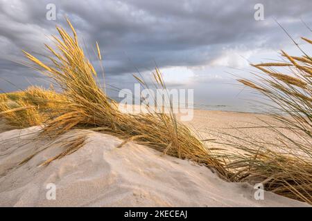 Erba nelle dune di sabbia sulla spiaggia di Skallingen vicino a Blavand in Danimarca Foto Stock