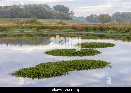 Stagno in Elbe Foreland vicino a Wendewisch con isole verdi Foto Stock