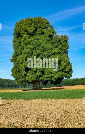Il tiglio di pace vicino Kohlstetten è stato piantato dopo la fine della guerra tedesco-francese del 1870/71 nella primavera del 1871 nel Gewann Steigäcker. Il 21 marzo 1940, il tiglio è stato dichiarato monumento naturale. Foto Stock