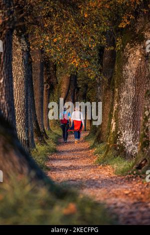 Viale Kottmüller con passanti in autunno. Murnau am Staffelsee, Baviera, Germania Foto Stock