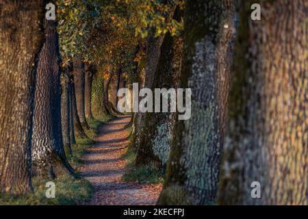 Viale Kottmüller in autunno. Murnau am Staffelsee, Baviera, Germania Foto Stock
