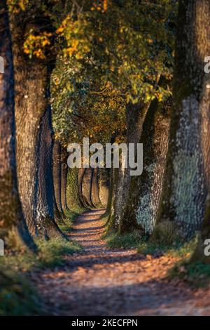 Viale Kottmüller in autunno. Murnau am Staffelsee, Baviera, Germania Foto Stock